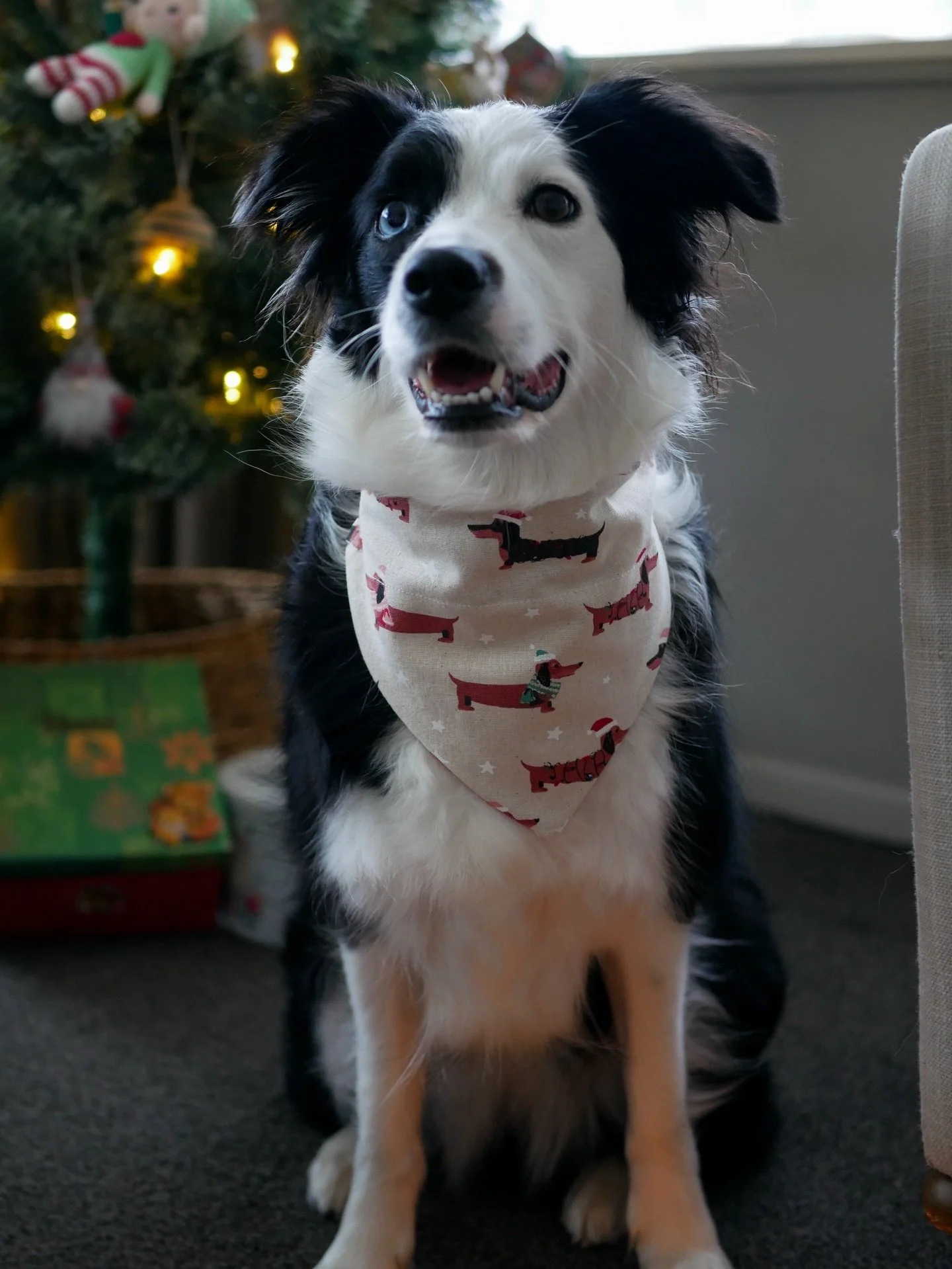 The Christmas Weiners bandana is reversible! Doesn&rsquo;t Kora look like the cutest pup in both options?? Grab yours from the link in our bio 🐾