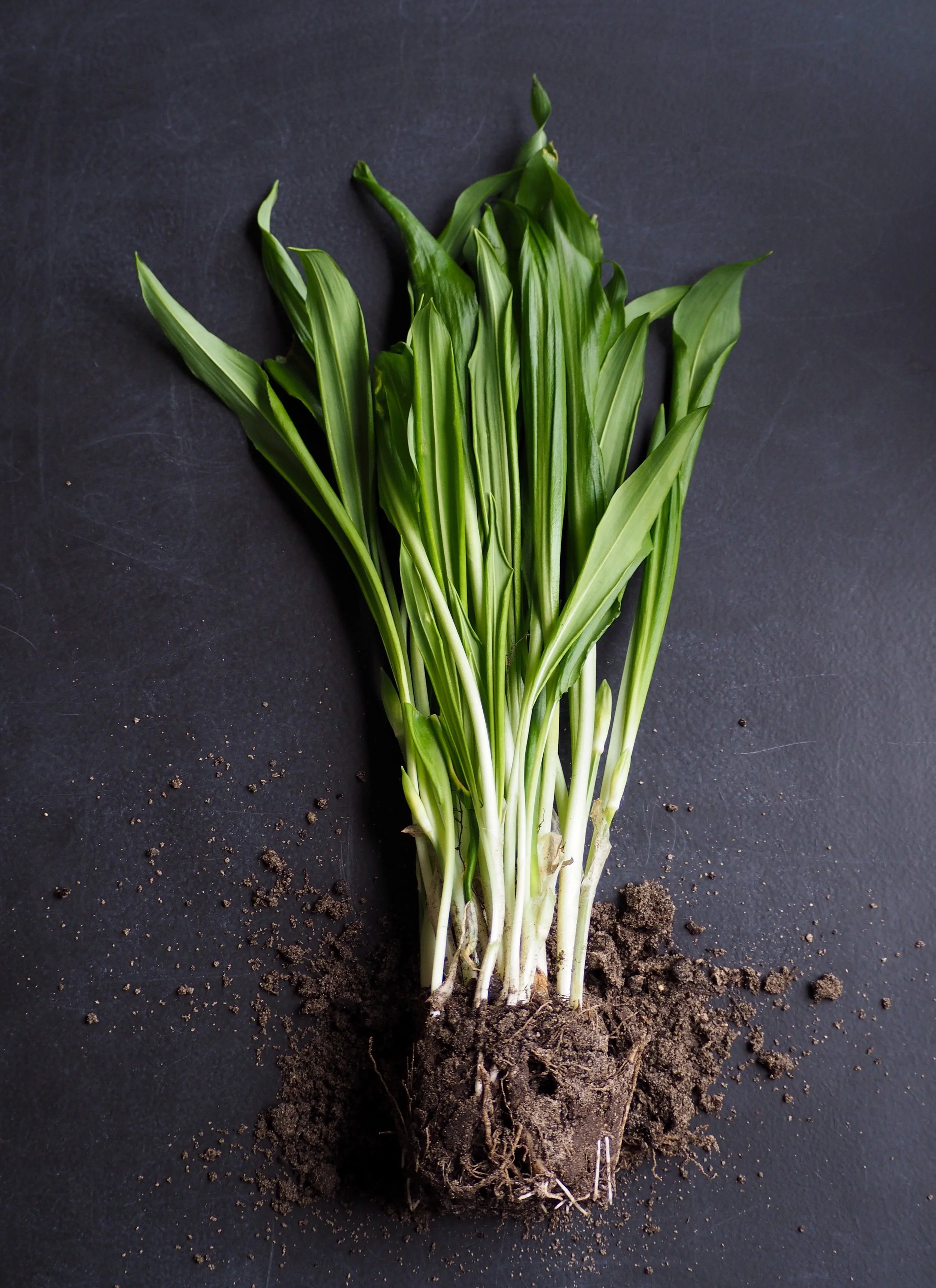 Fresh green garlic bunch on black background with soil scattered around base.