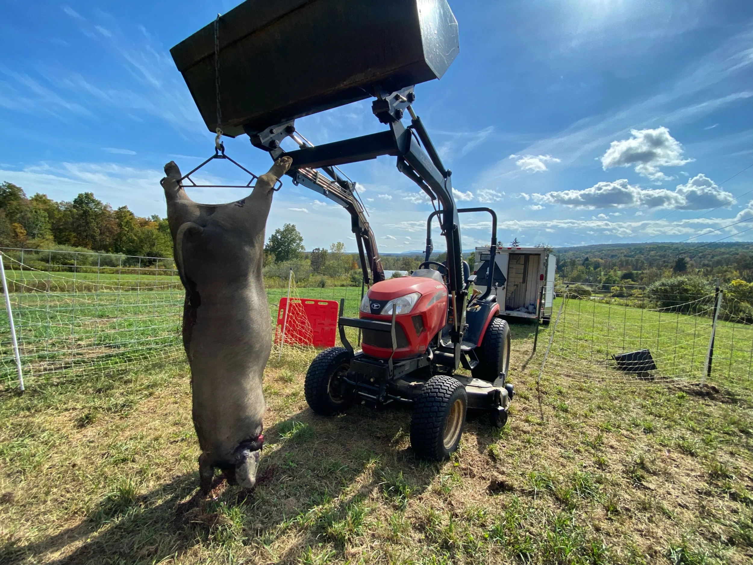 A pig hangs upside down from a mechanical grab attached to a small red tractor in a field, with a rural landscape, trees, a fence, and a trailer in the background under a partly cloudy sky.