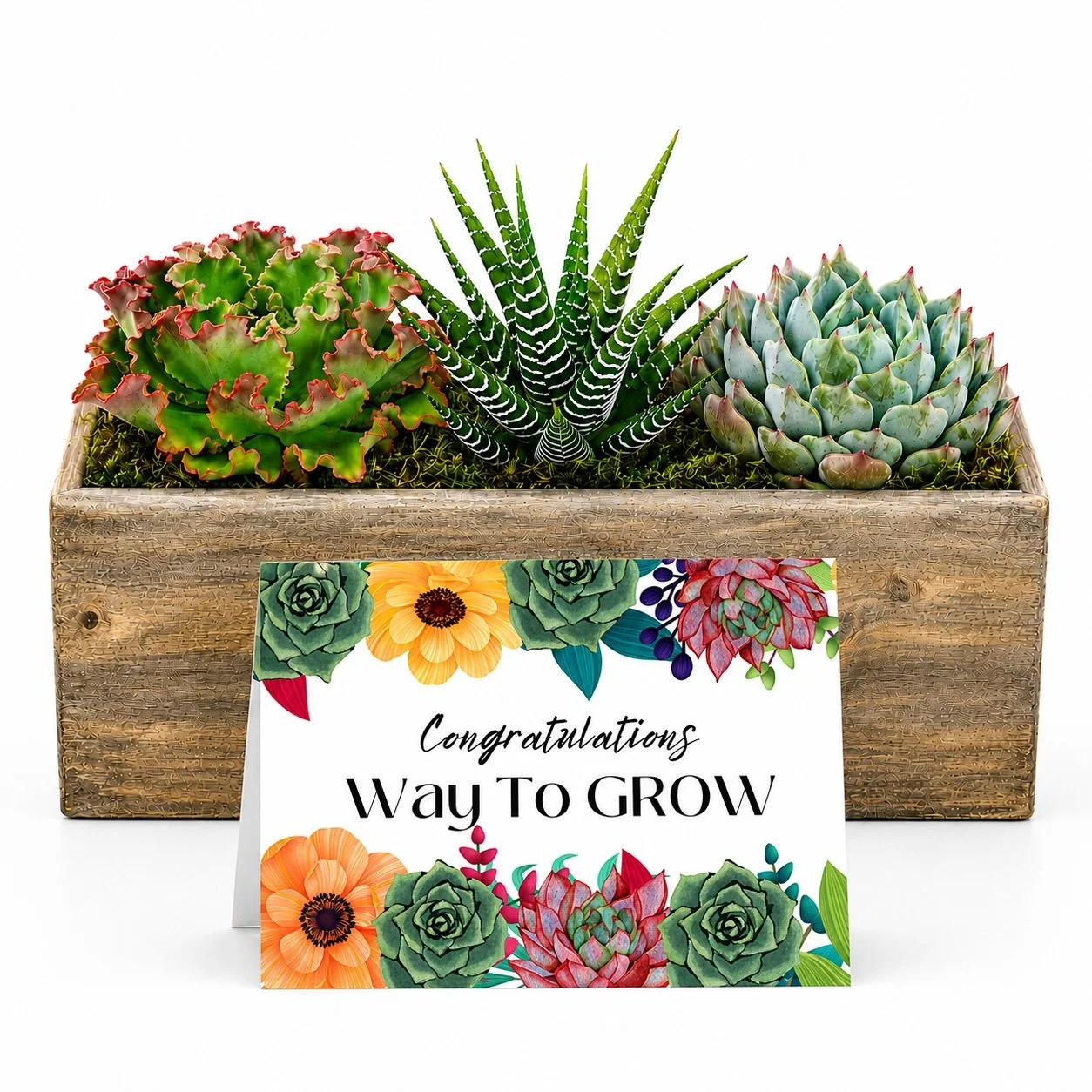 Promotion Succulent Gift | Congratulations Way to GROW