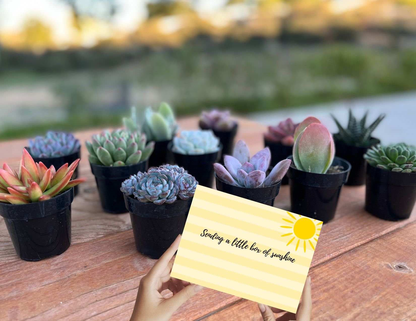 Thinking About You Gifts to send someone that is going through a hard time. Send them a little box of sunshine succulent gift box.