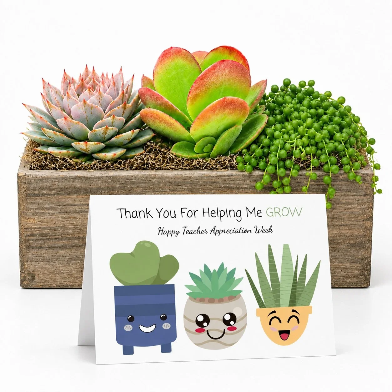 Teacher Appreciation - Succulent Plant Gift | Thank You For Helping Me Grow