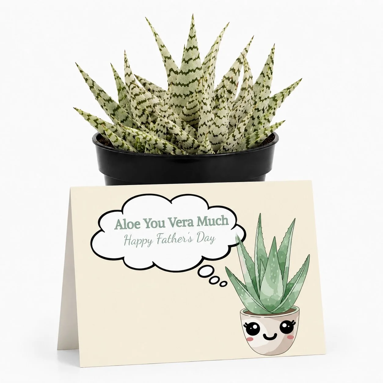 PP Fathers Aloe you vera.jpg