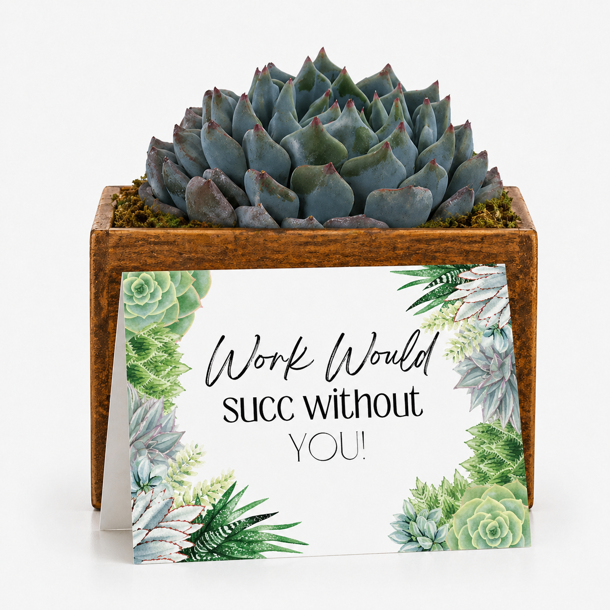 Employee Appreciation Gift - Succulent with Card | Work Would Succ Without You