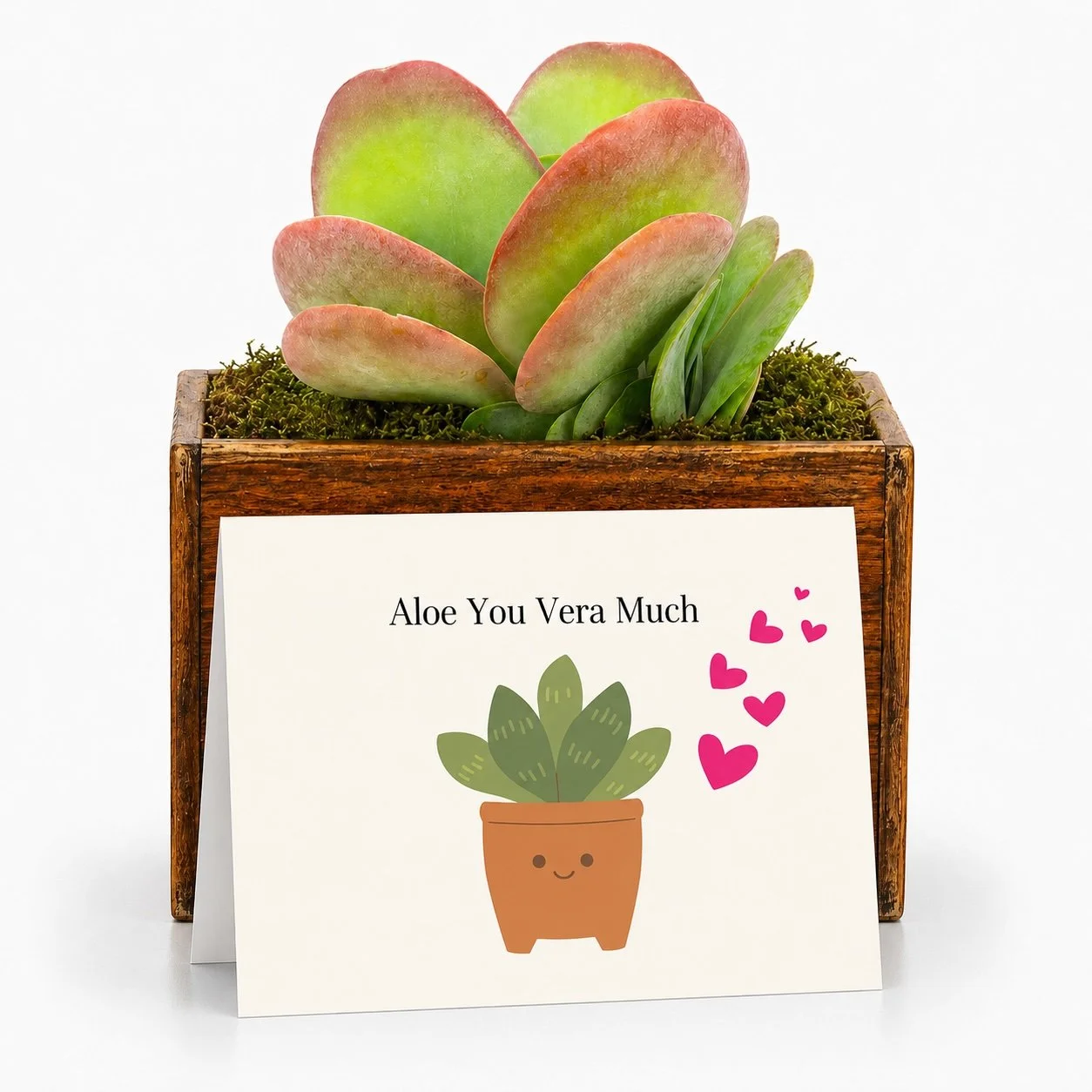 Aloe vera you much.jpg