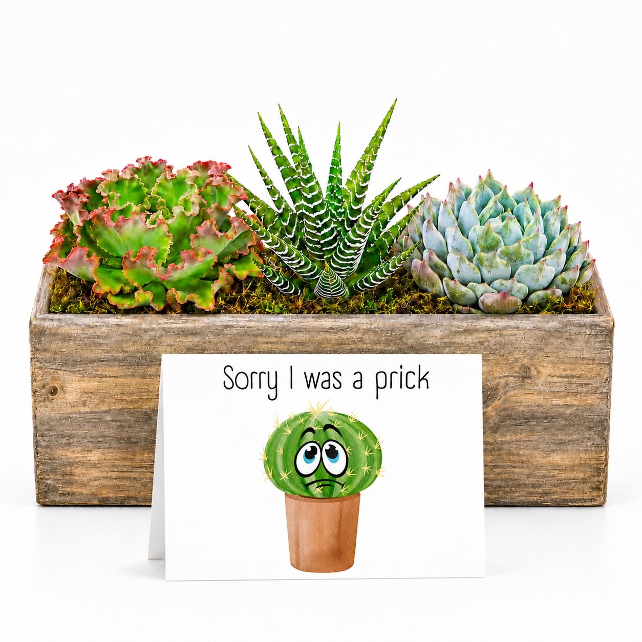 Sorry I was prick - succulent arrangement.jpg