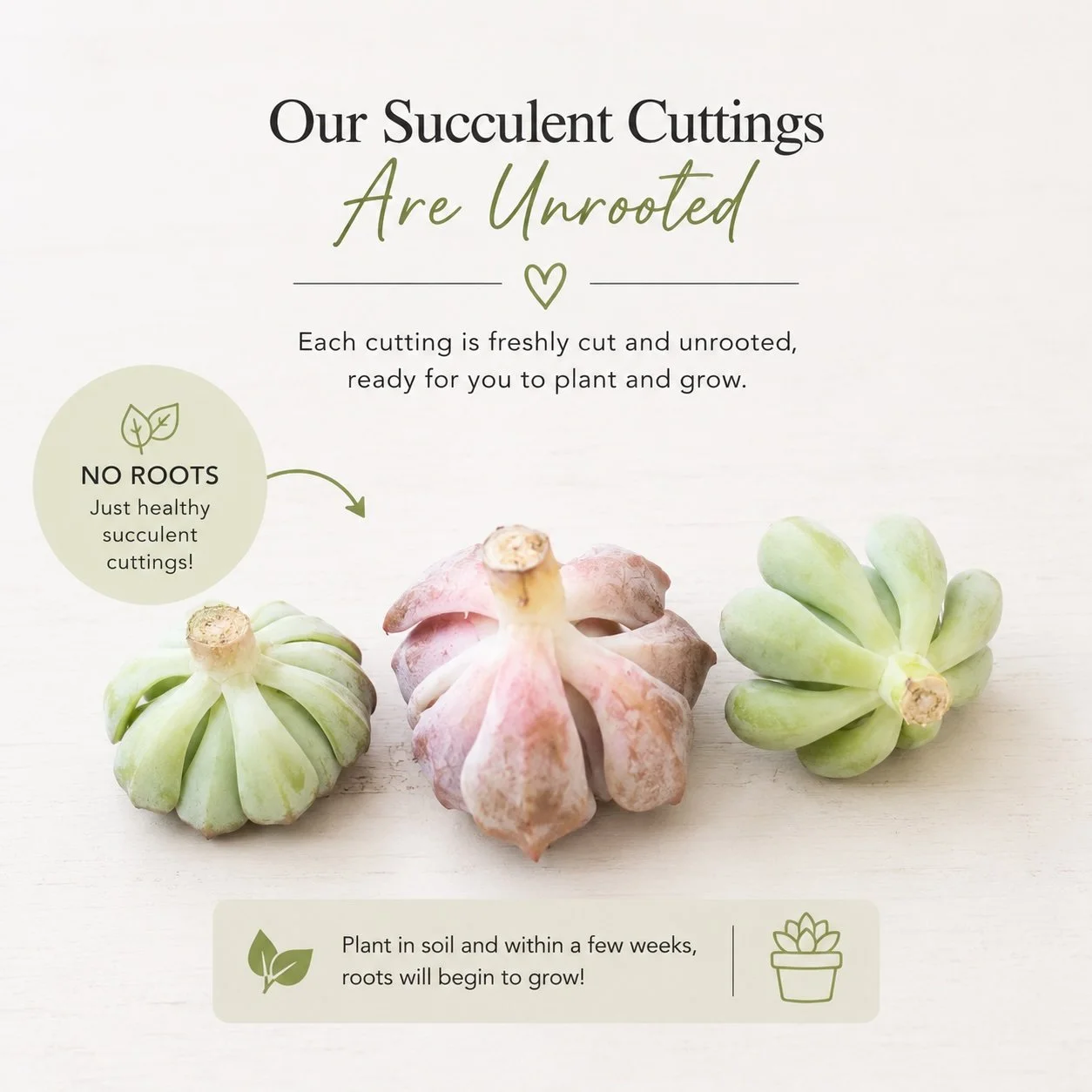 cuttings pic.jpg