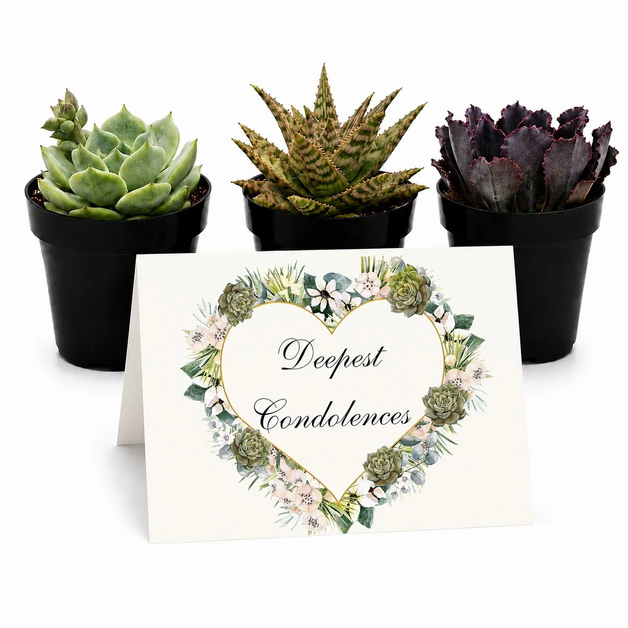 Deepest Condolences | Mini Succulents Gift