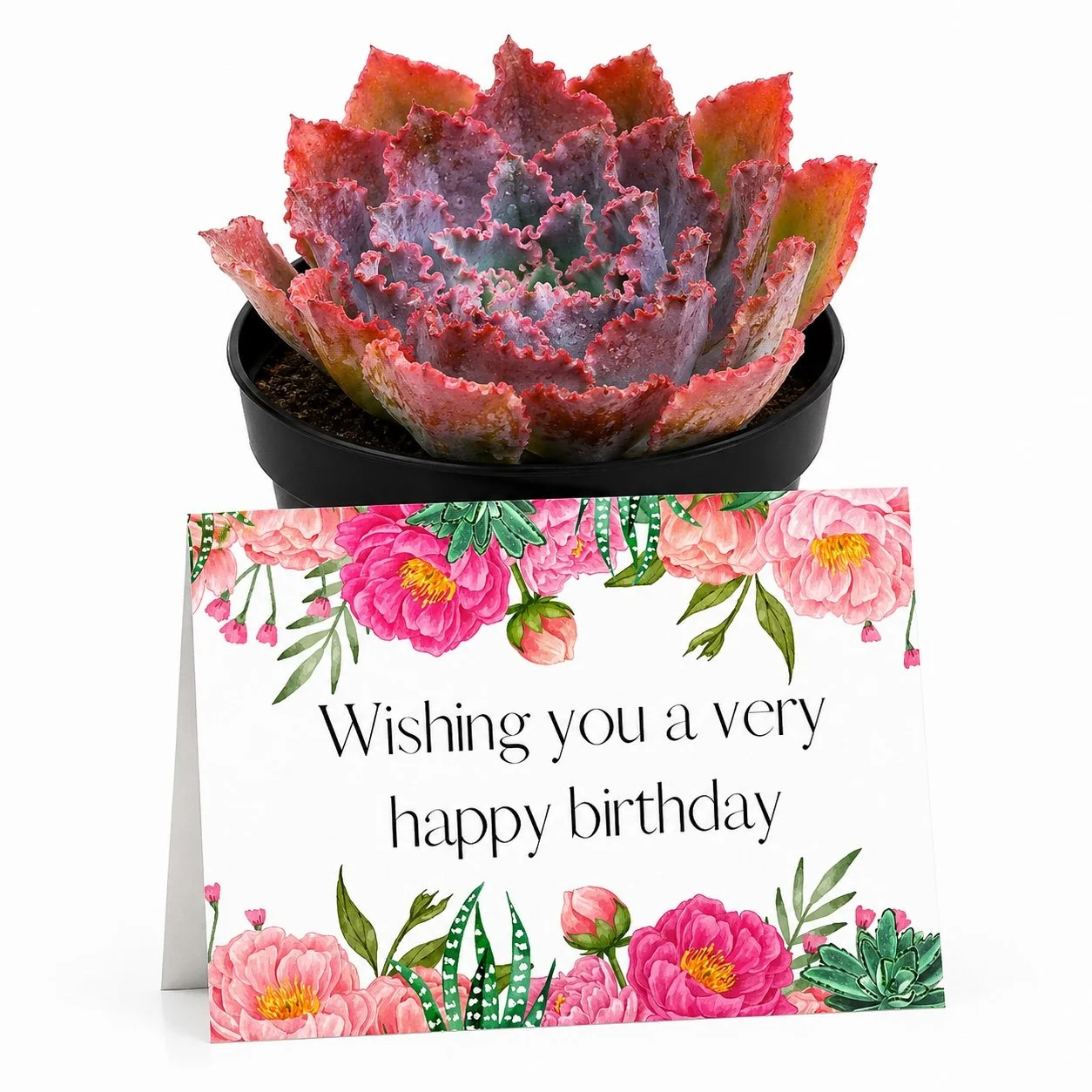 PP Wishing Happy bday.jpg