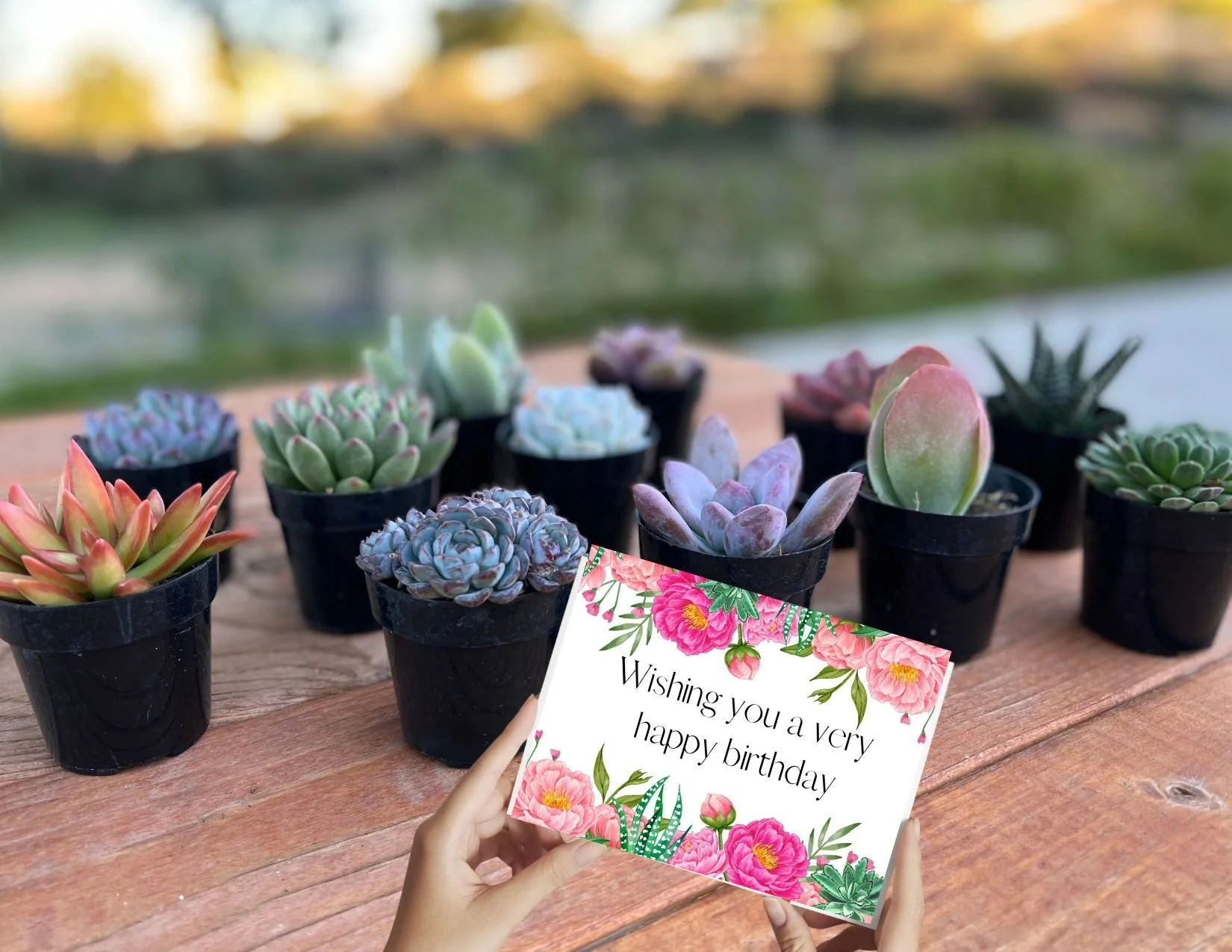 Send succulent plant gifts for birthdays – a unique and long-lasting alternative to traditional birthday flowers.