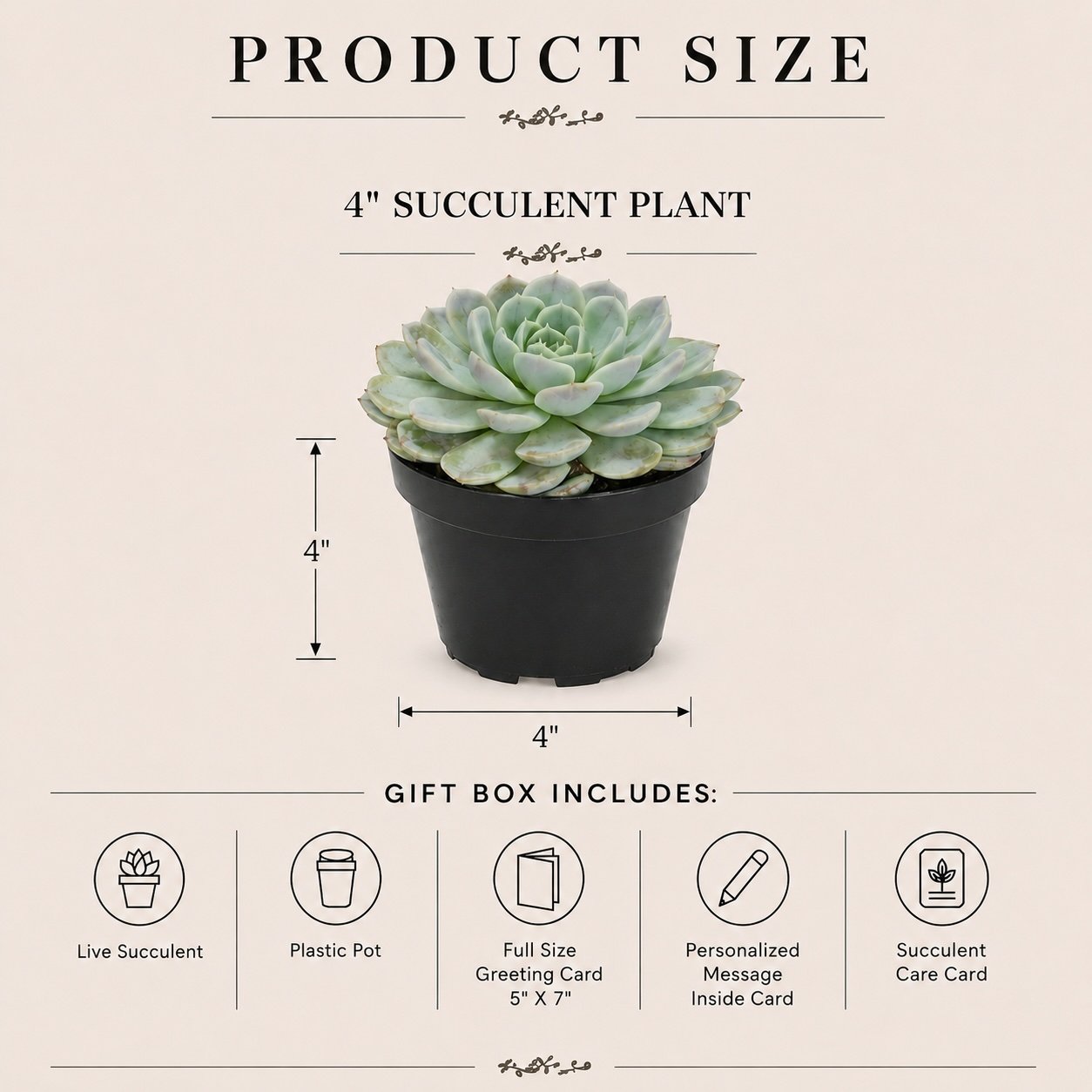 Spec - Succulent Plant.jpg