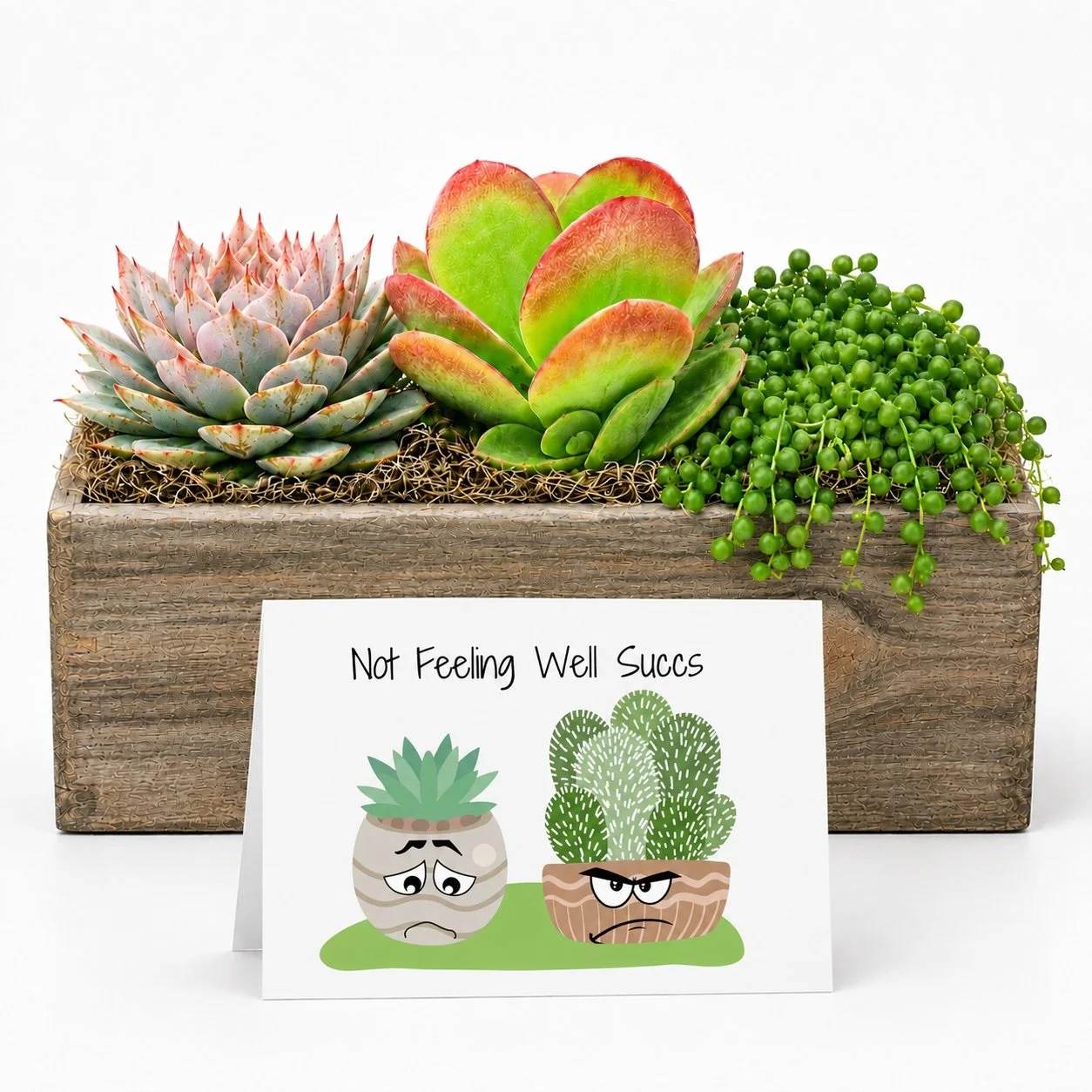 Get Well Gift - Succulent with Card | Not Feeling Well Succs