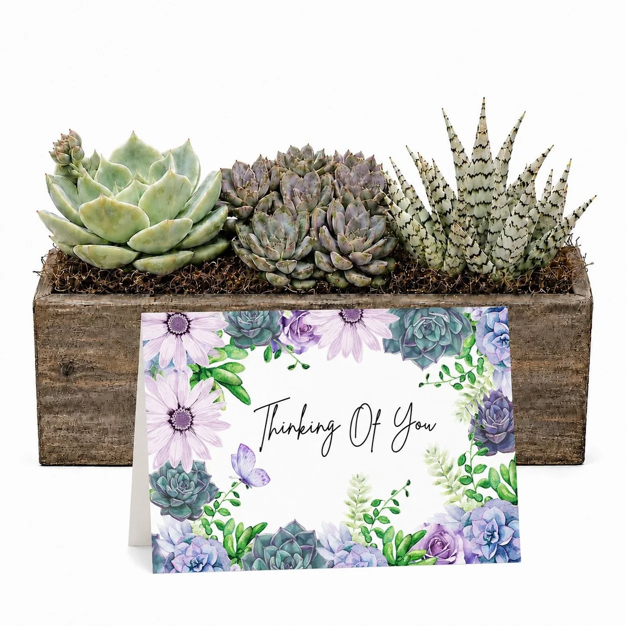 Thinking Of You | Succulent Arrangement Gift