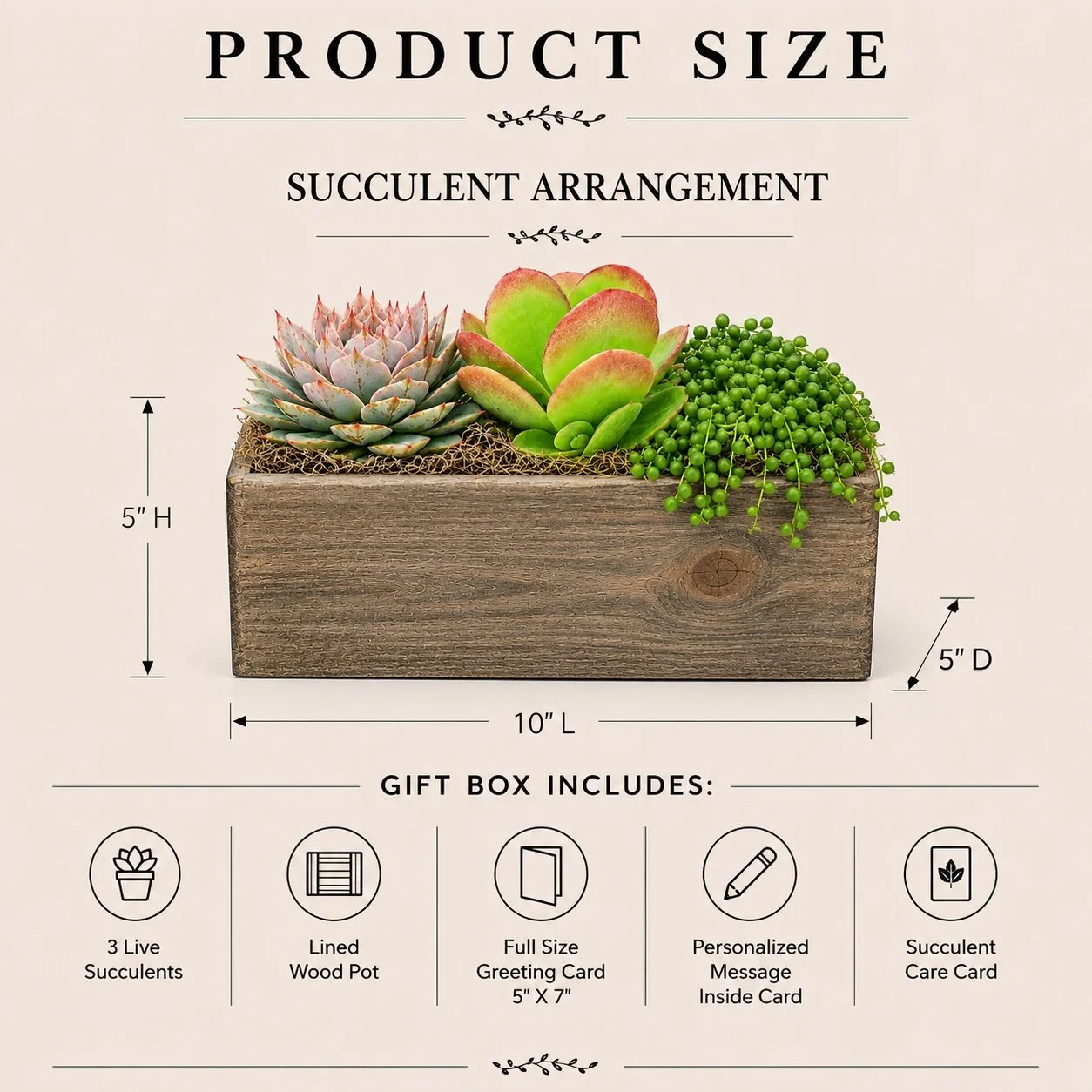 Specs - Succulent Arrangement.jpg