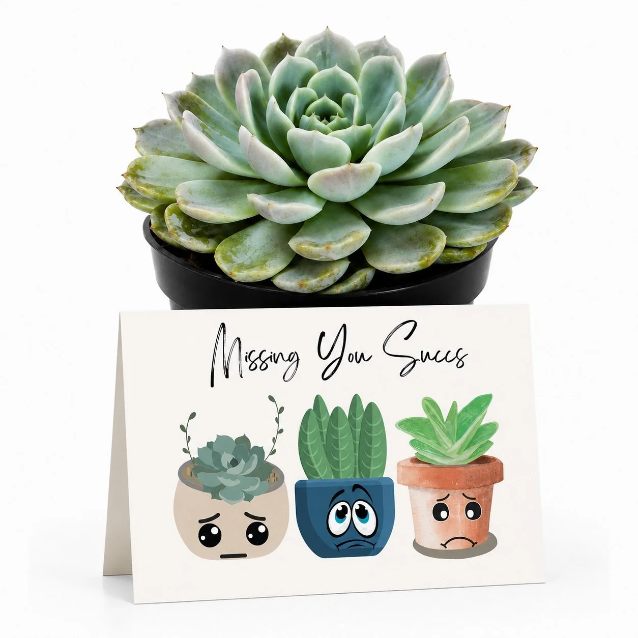 PP MIssing you succs.jpg