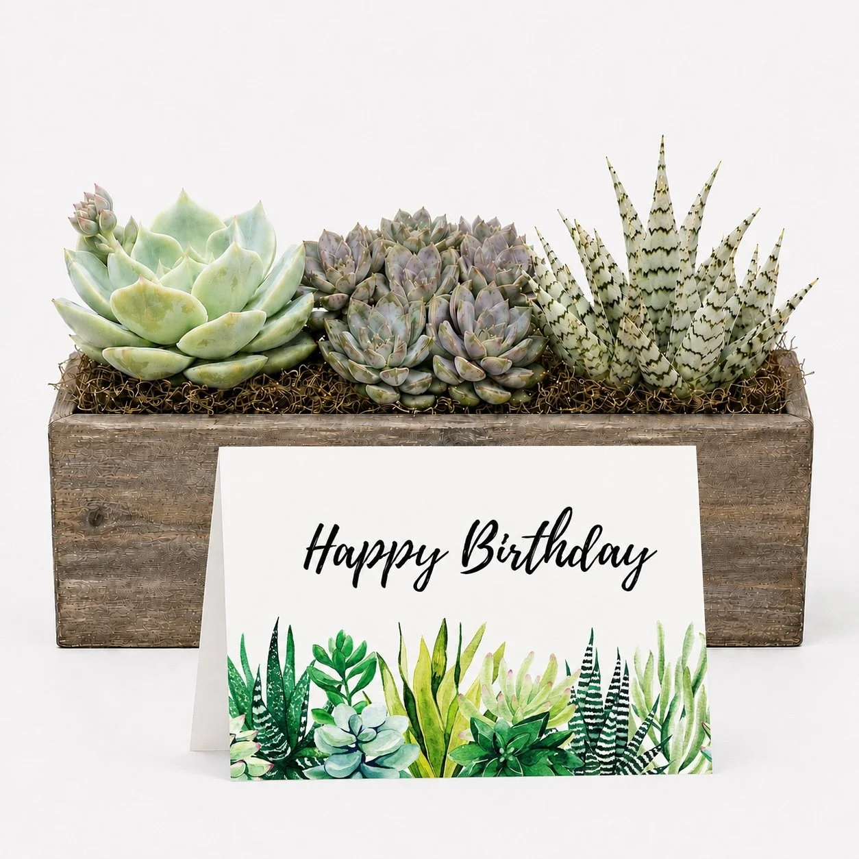 Succulent Birthday Gift | Happy Birthday