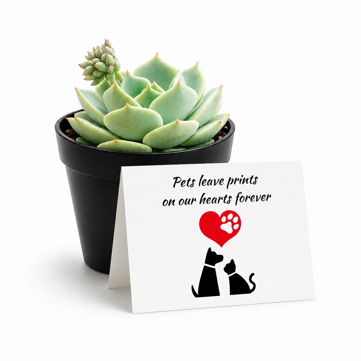 Pet Loss Gift - 4" Succulent Plant | Pets leave prints on our hearts forever