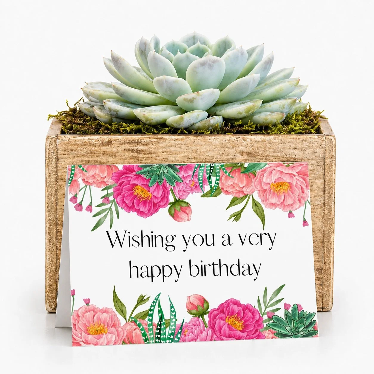 Birthday Gift For Her - Succulent with Card | Wishing You A Very Happy Birthday