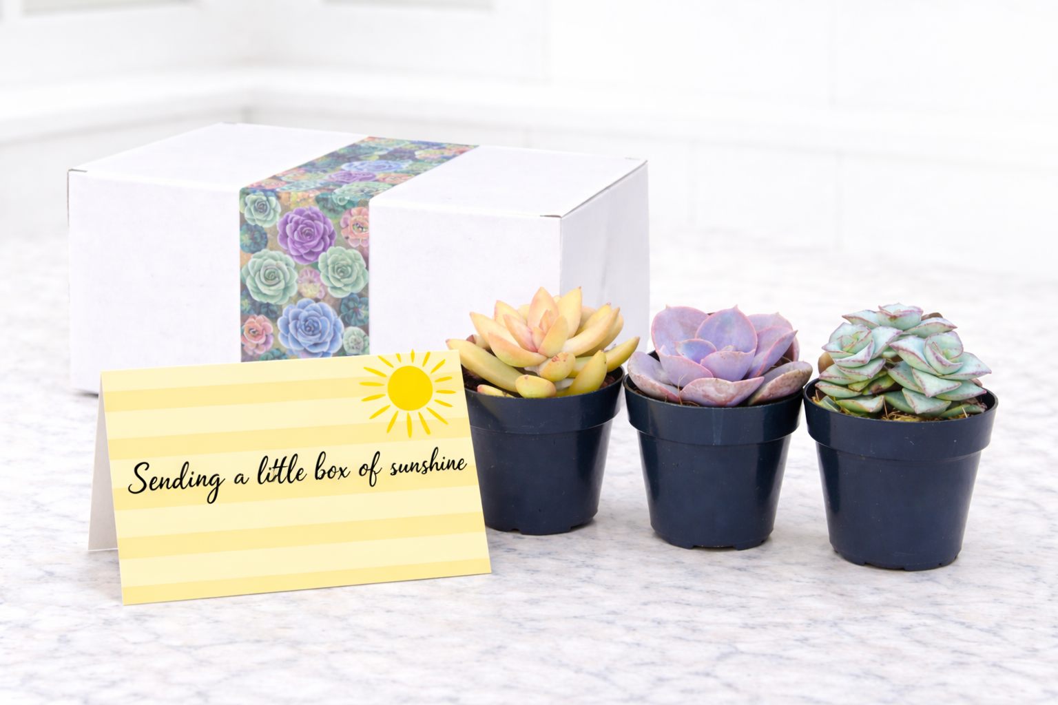 Sunshine Assortment.png