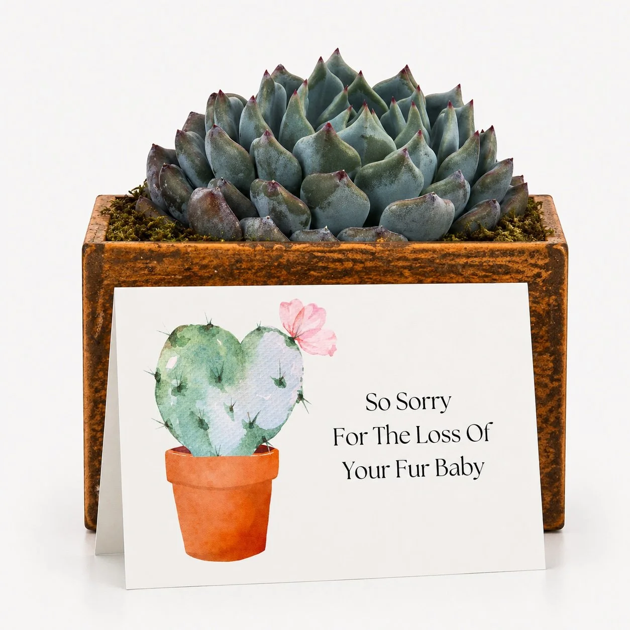 Loss Of Pet Gift- Succulent with Card | So Sorry For the Loss of Your Furbaby