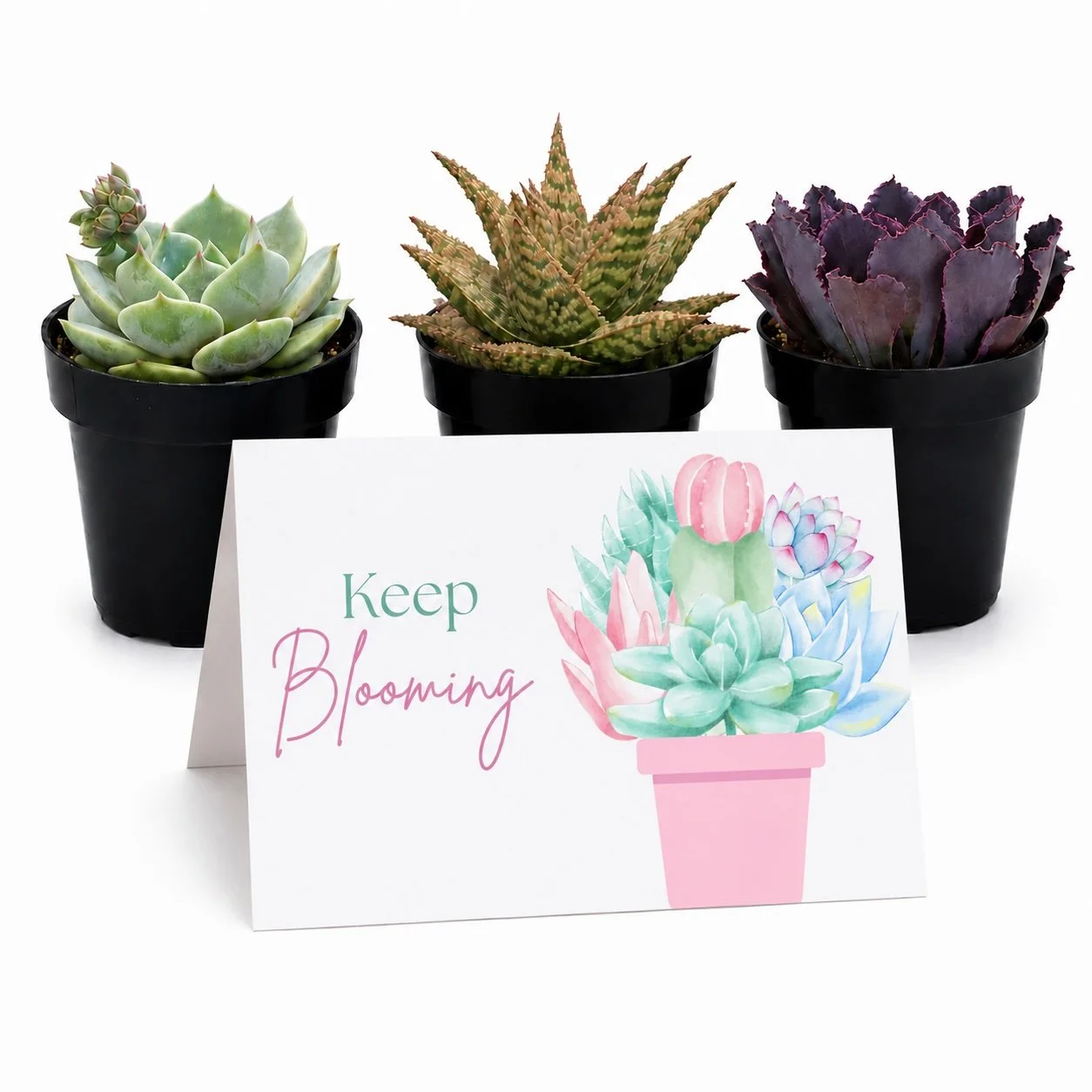 keep Blooming - Main.jpg