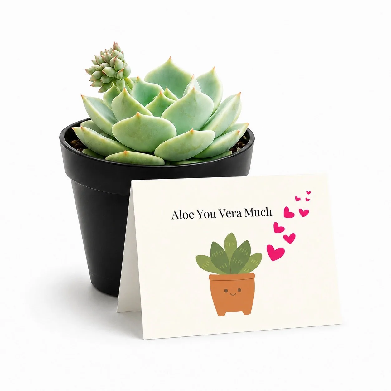 Love Gift | 4" Succulent Plant | Aloe You Vera Much