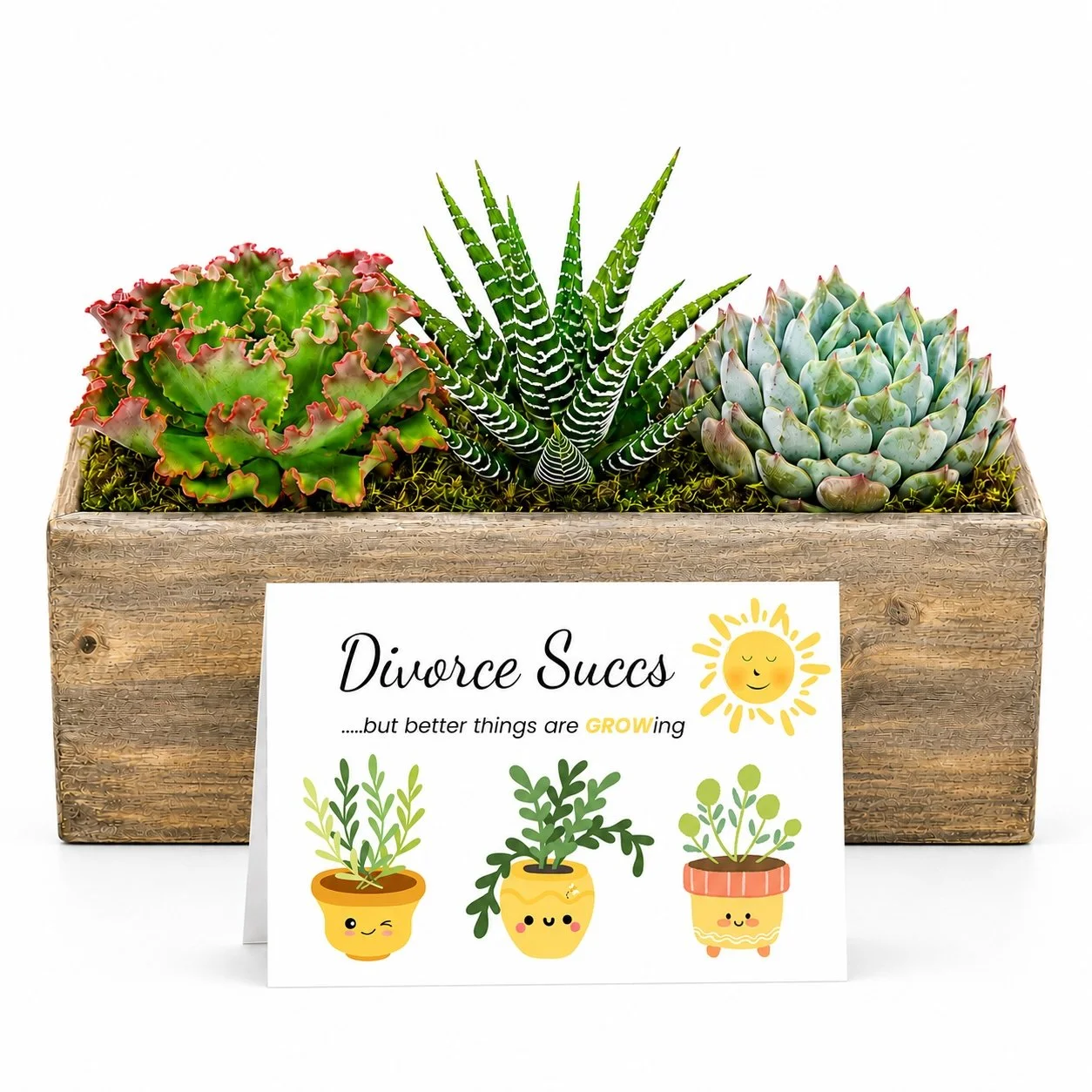 Divorce Cheer Up Gift - Succulent with Card | Divorce Succs..but better days are GROWing