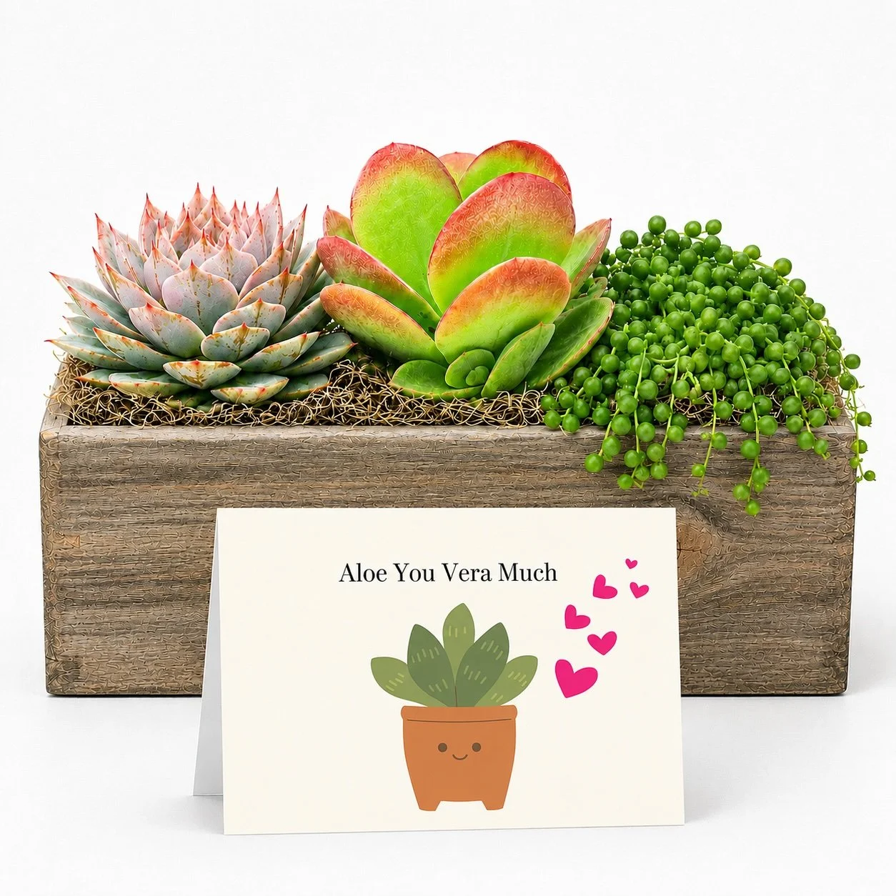 Arrange Aloe you vera much.jpg