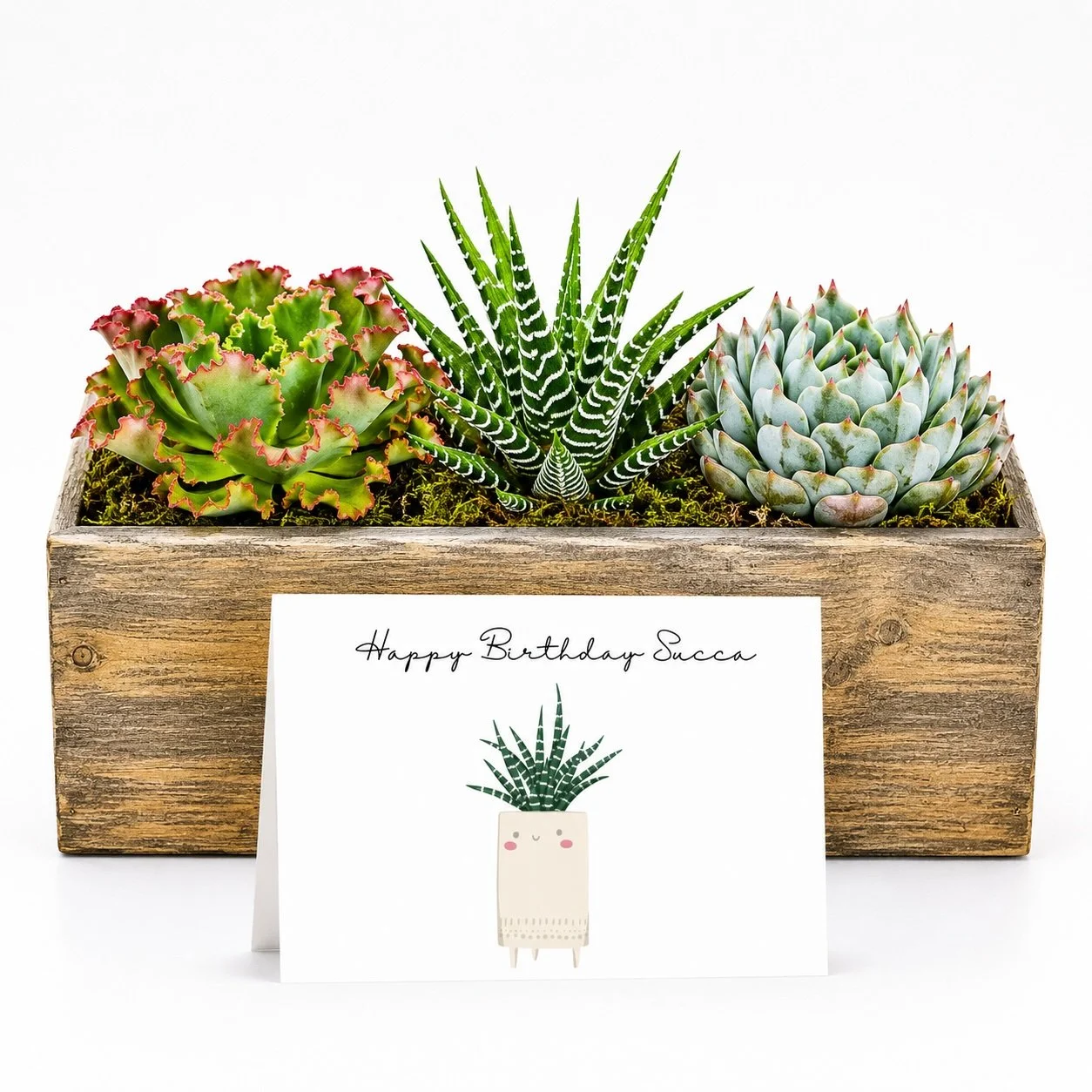 Cute Birthday Gift - Succulent with Card | Happy Birthday Succa