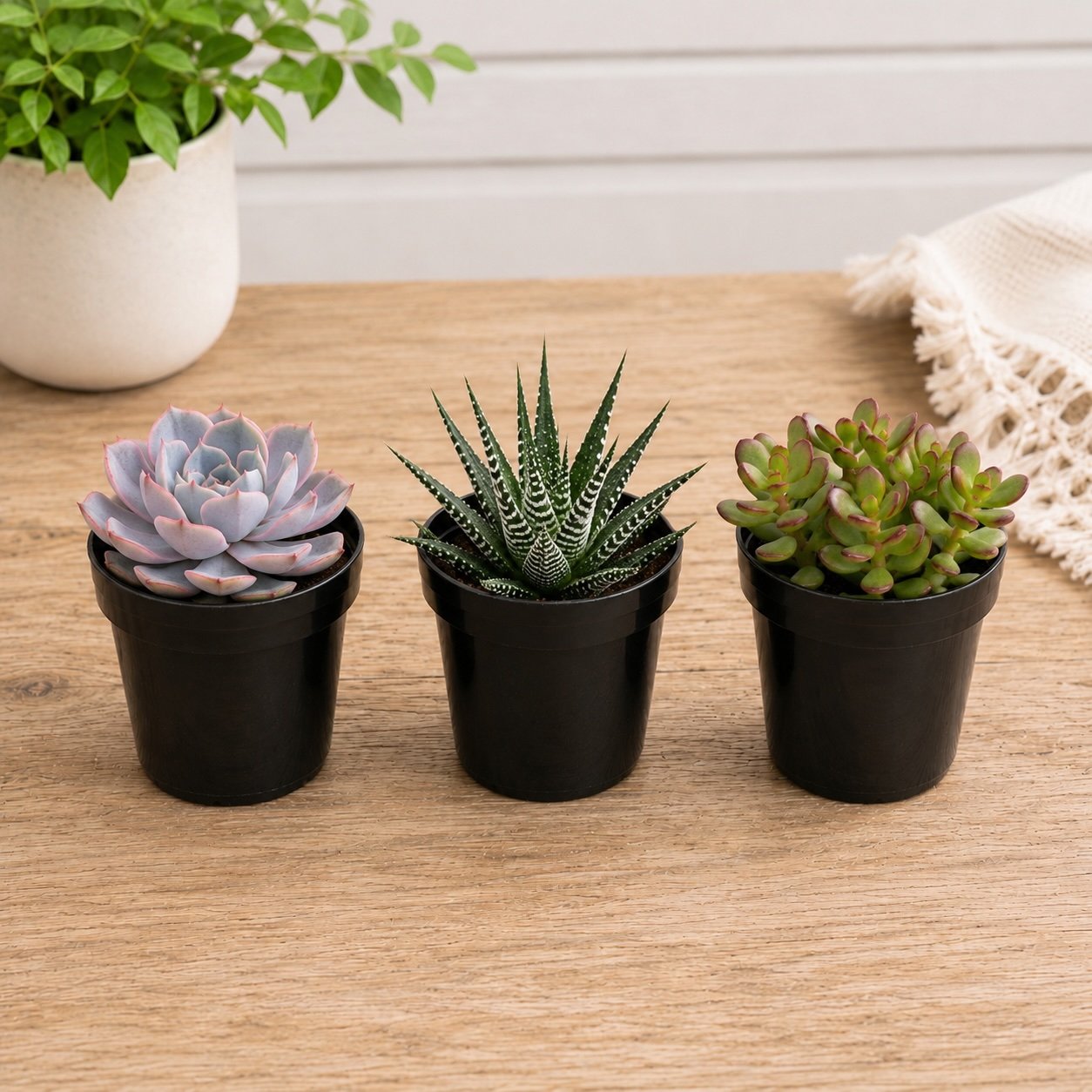 Mini Succs - Mock.jpg
