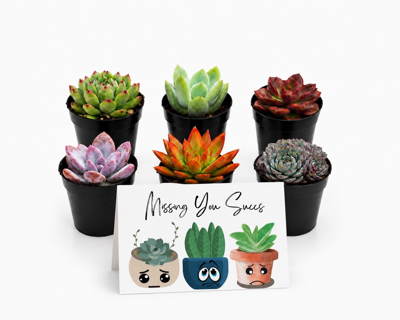 Missing You Succs - Main.jpg