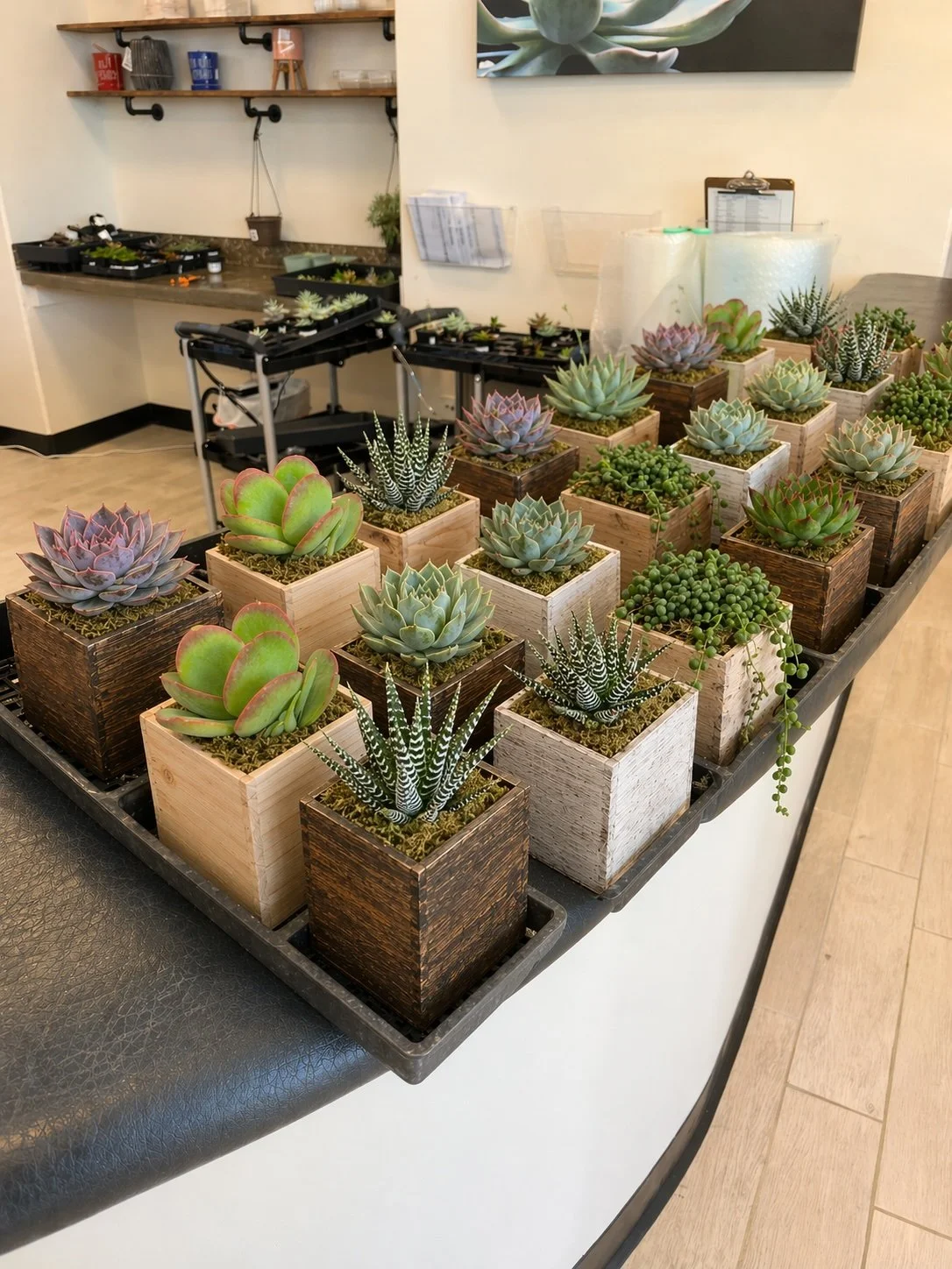 one of kind plant gifts