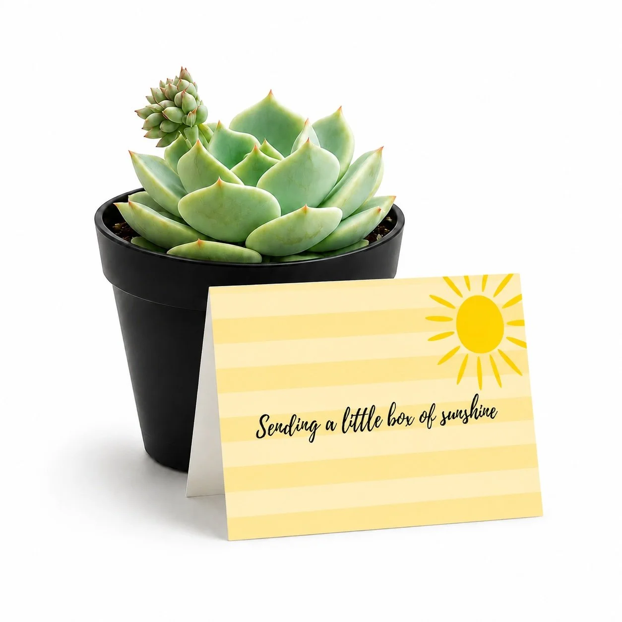 Cheer Up Gift - 4" Succulent Plant | Sending A Little Box Of Sunshine