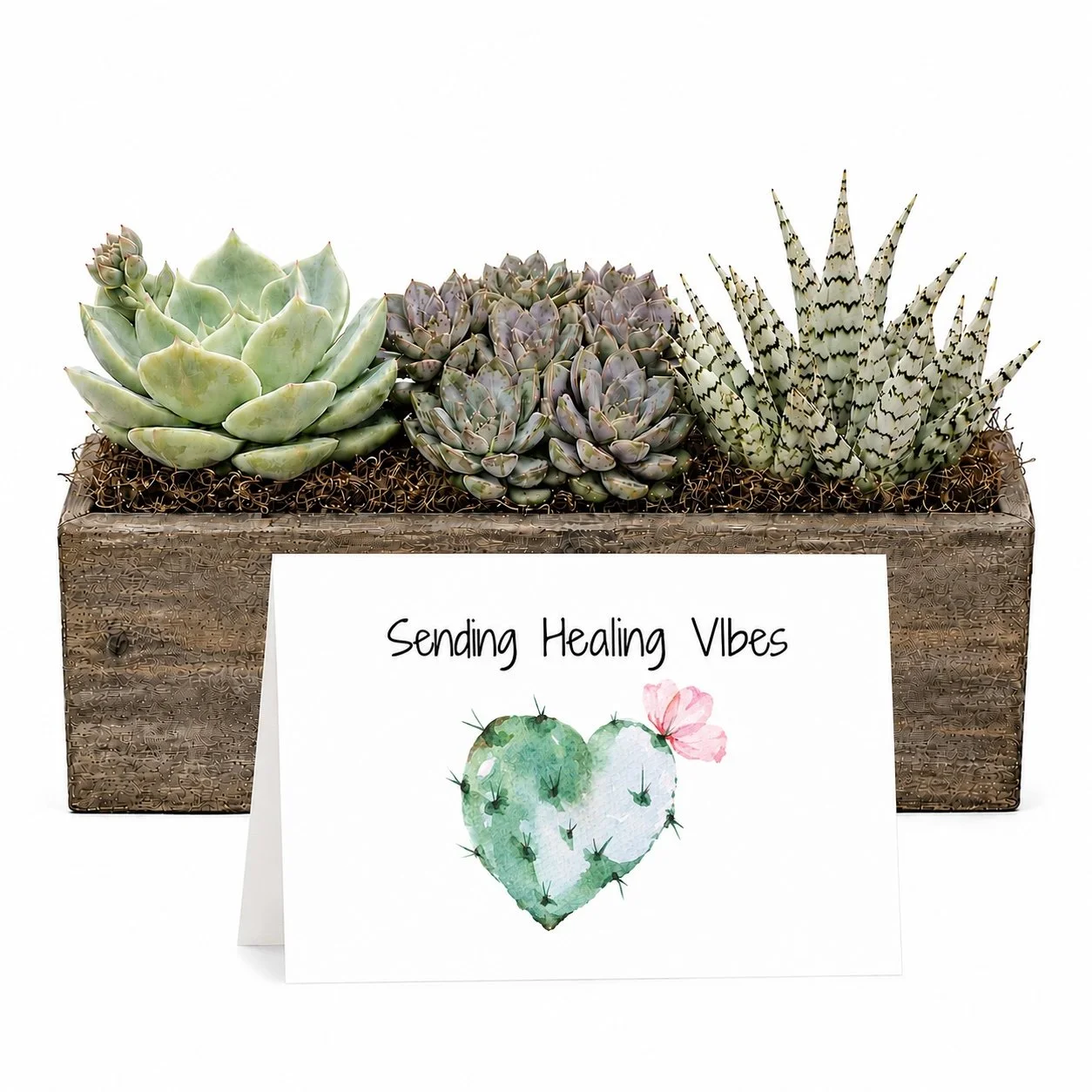 Get Well Soon Gift - Succulent Arrangement | Sending Healing Vibes