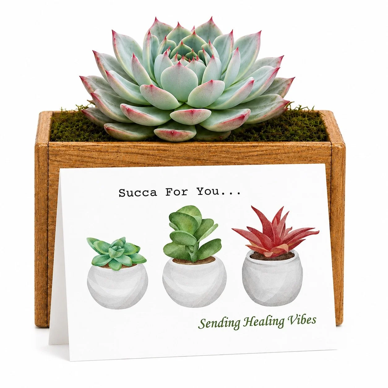 Succa for u surgery - potted.jpg
