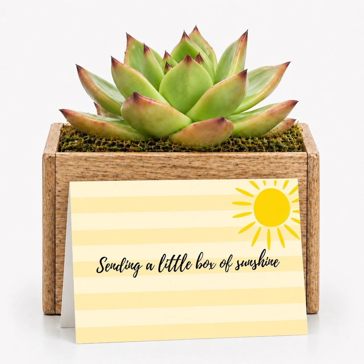 Sending Sunshine.jpg