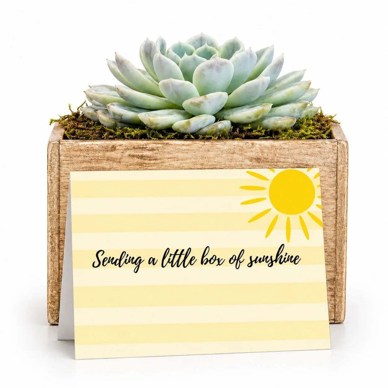 Sending sunshine - Potted Succulent.jpg