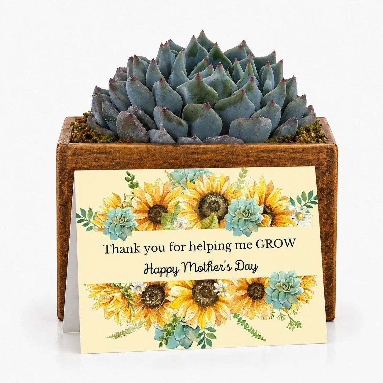 Mother's Day Gifts - Succulent with Card | Thank You For Helping Me GROW...Happy Mother's Day