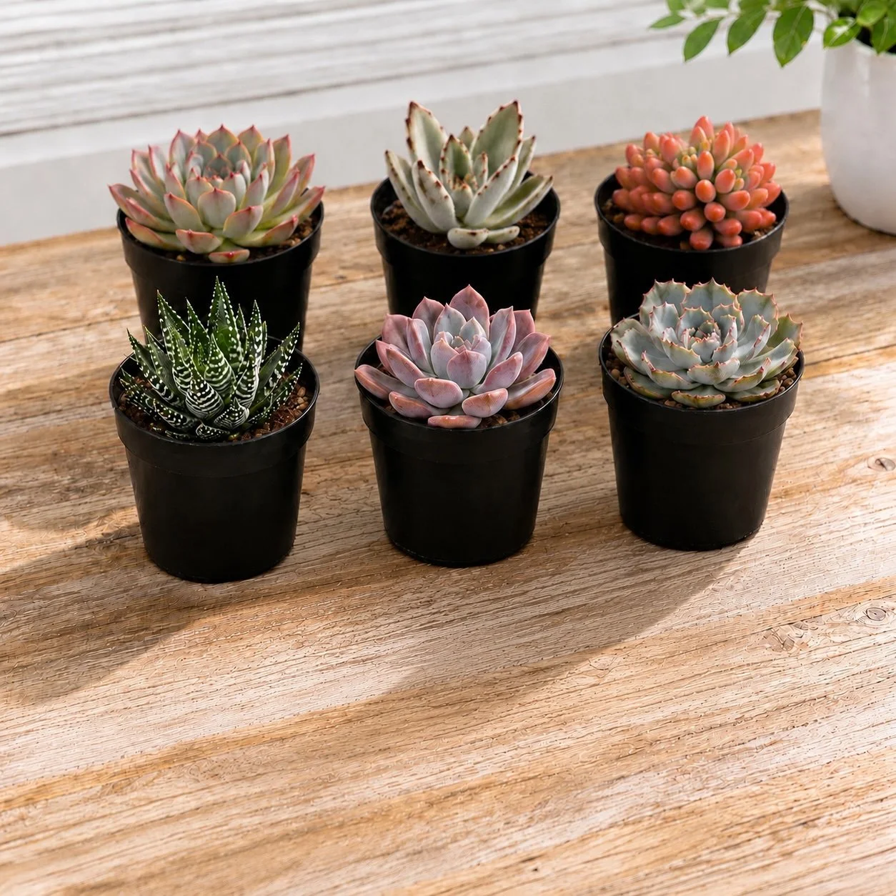 Assortment Mock.jpg (Copy)