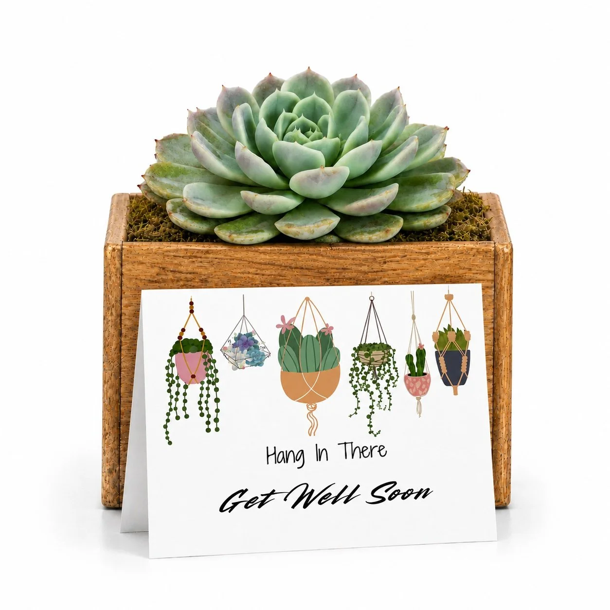 Get Well Soon Gift - Potted Succulent | Hang in there...Get Well Soon