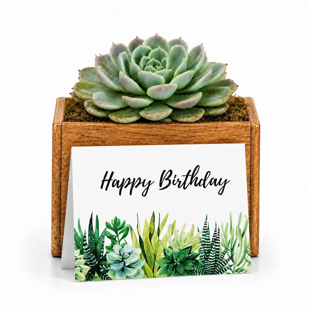Happy Birthday | Potted Succulent Gift