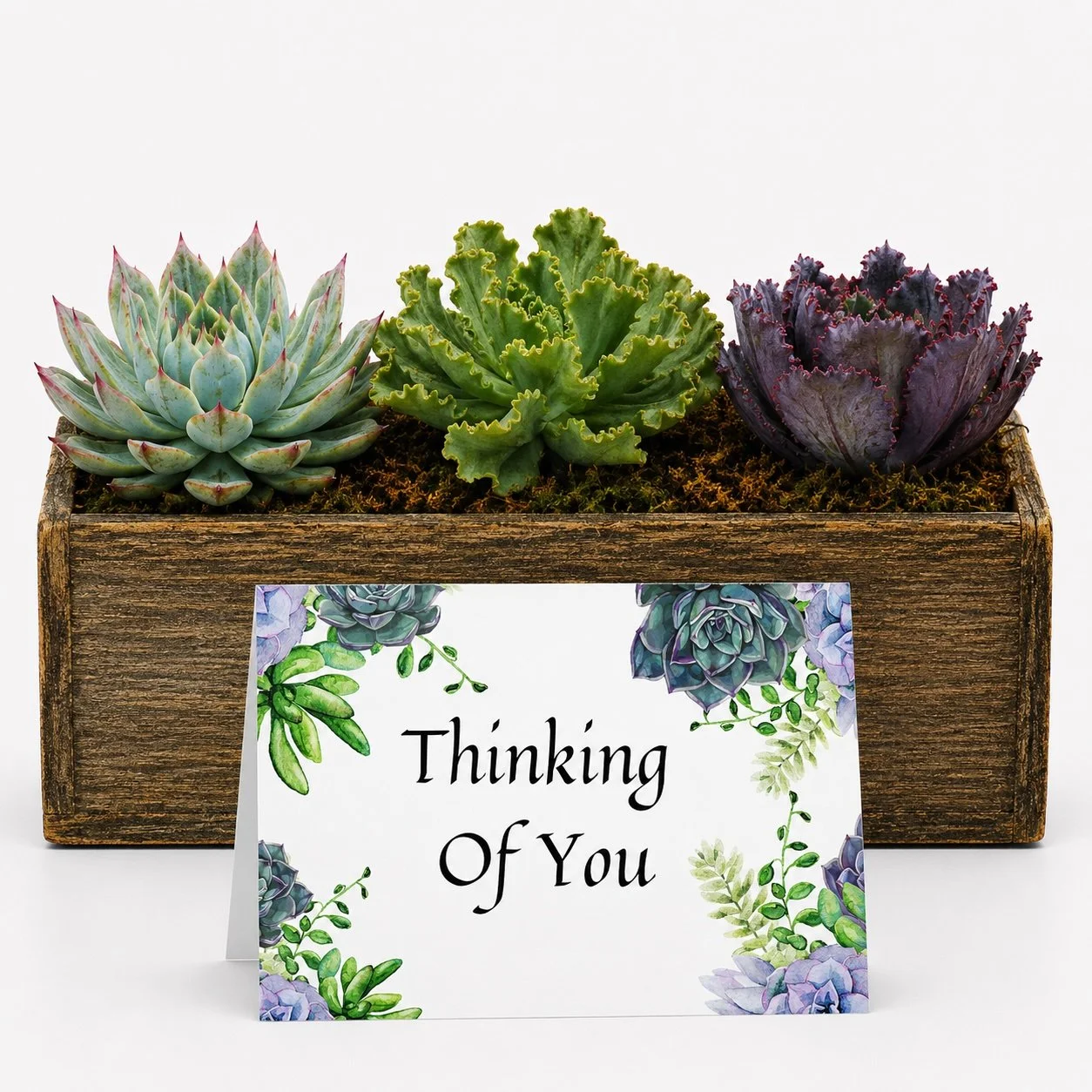 Gift For a Friend - Succulent with Card  | Thinking Of You