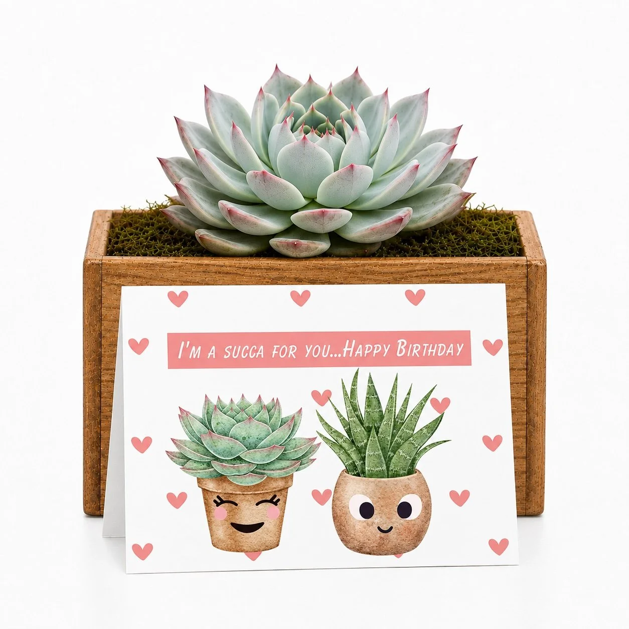 Succa for you bday - potted.jpg