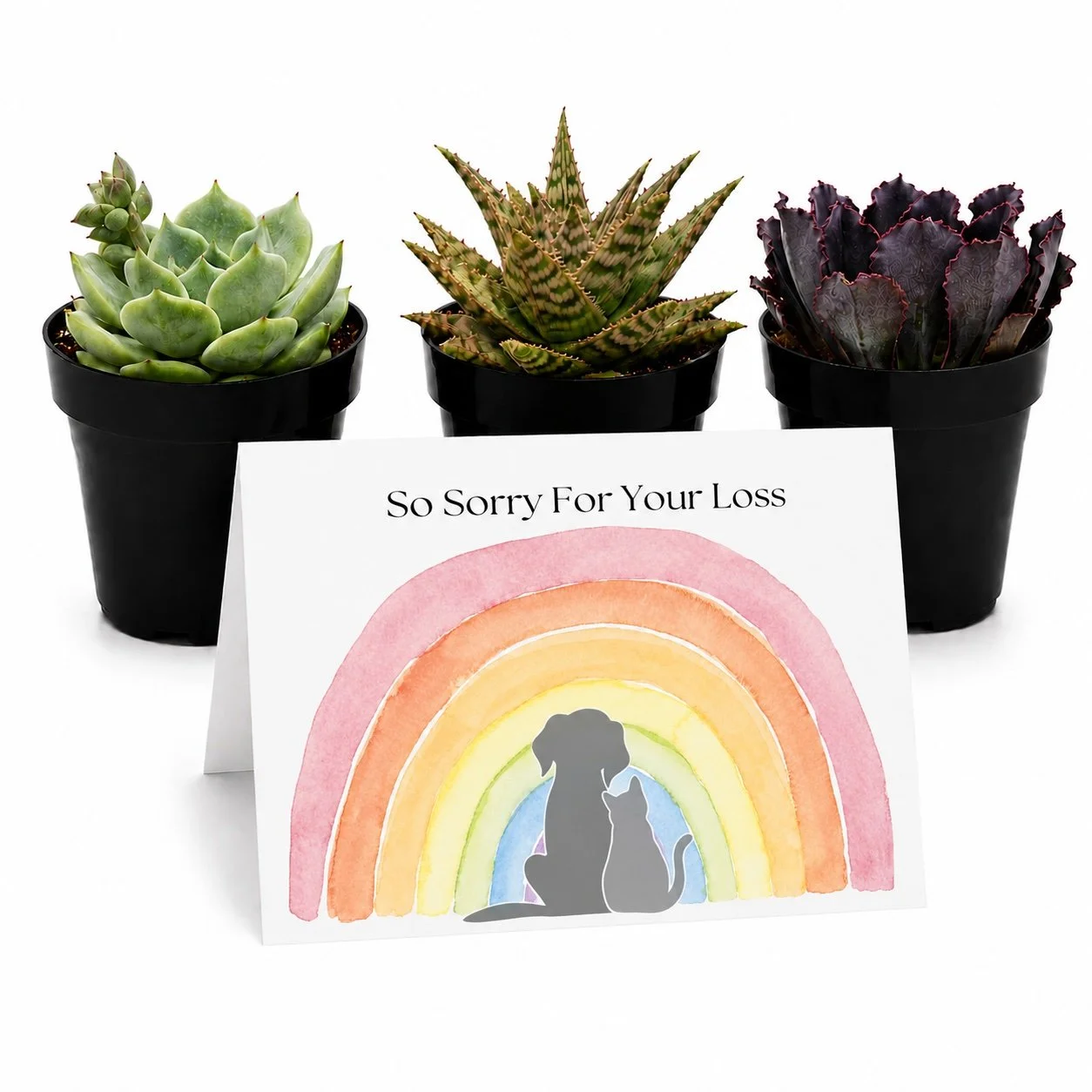So Sorry For Your Loss | Mini Succulents Gift