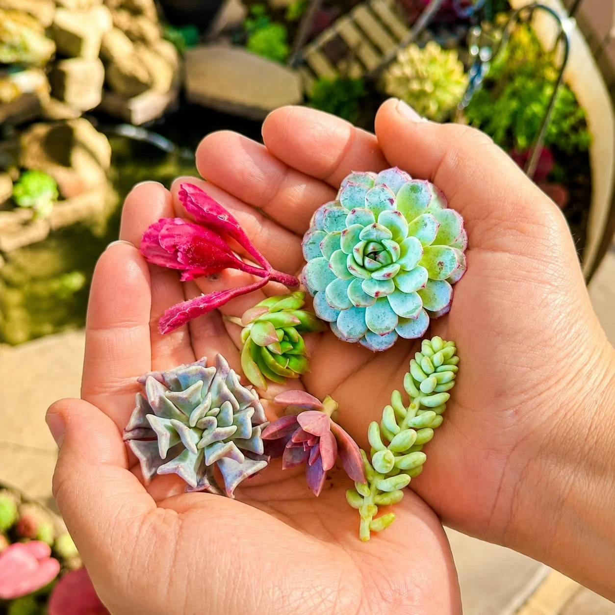 Cuttings hands.jpg