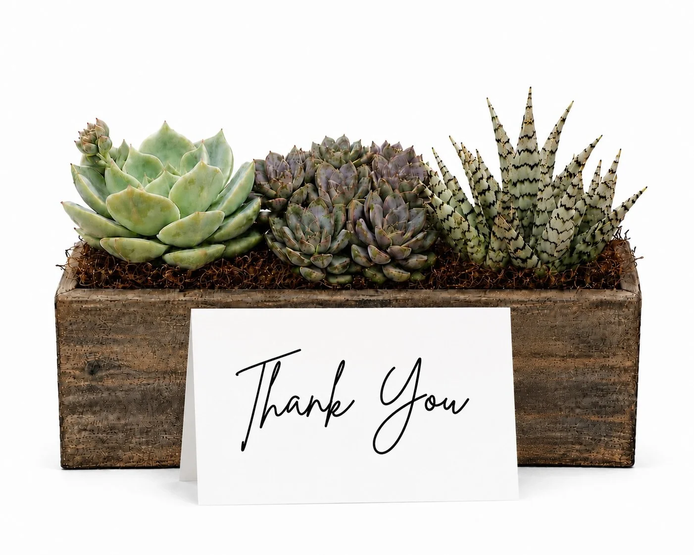 Appreciation Gift - Succulent Arrangement | Thank You