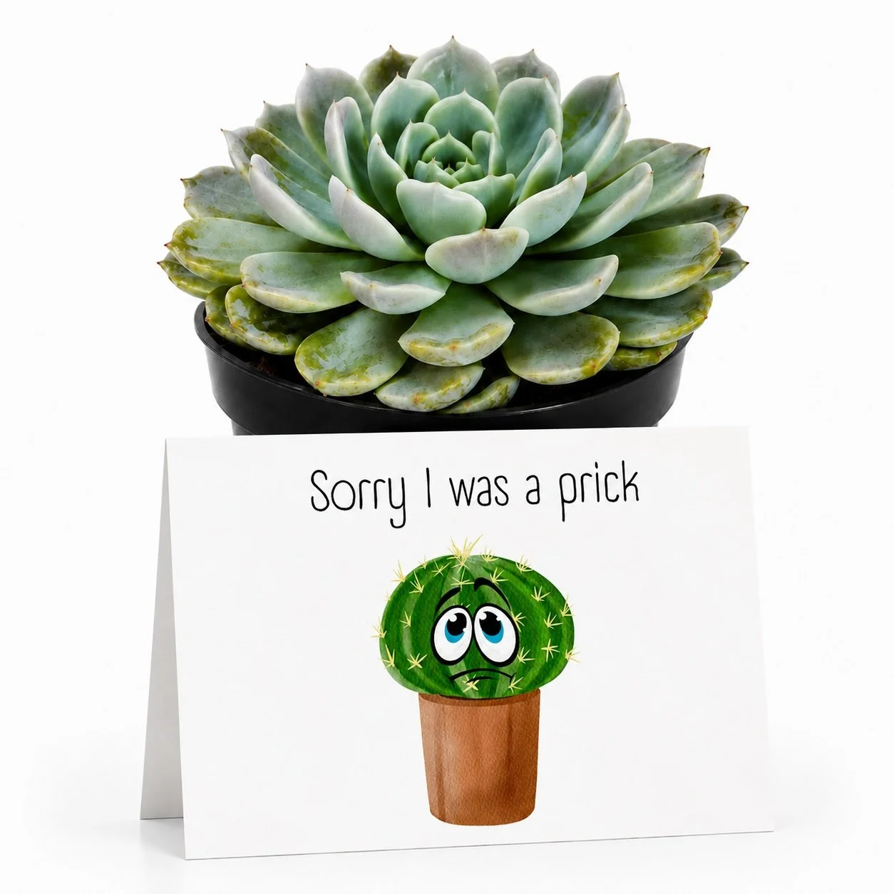 PP Sorry i was a prick.jpg