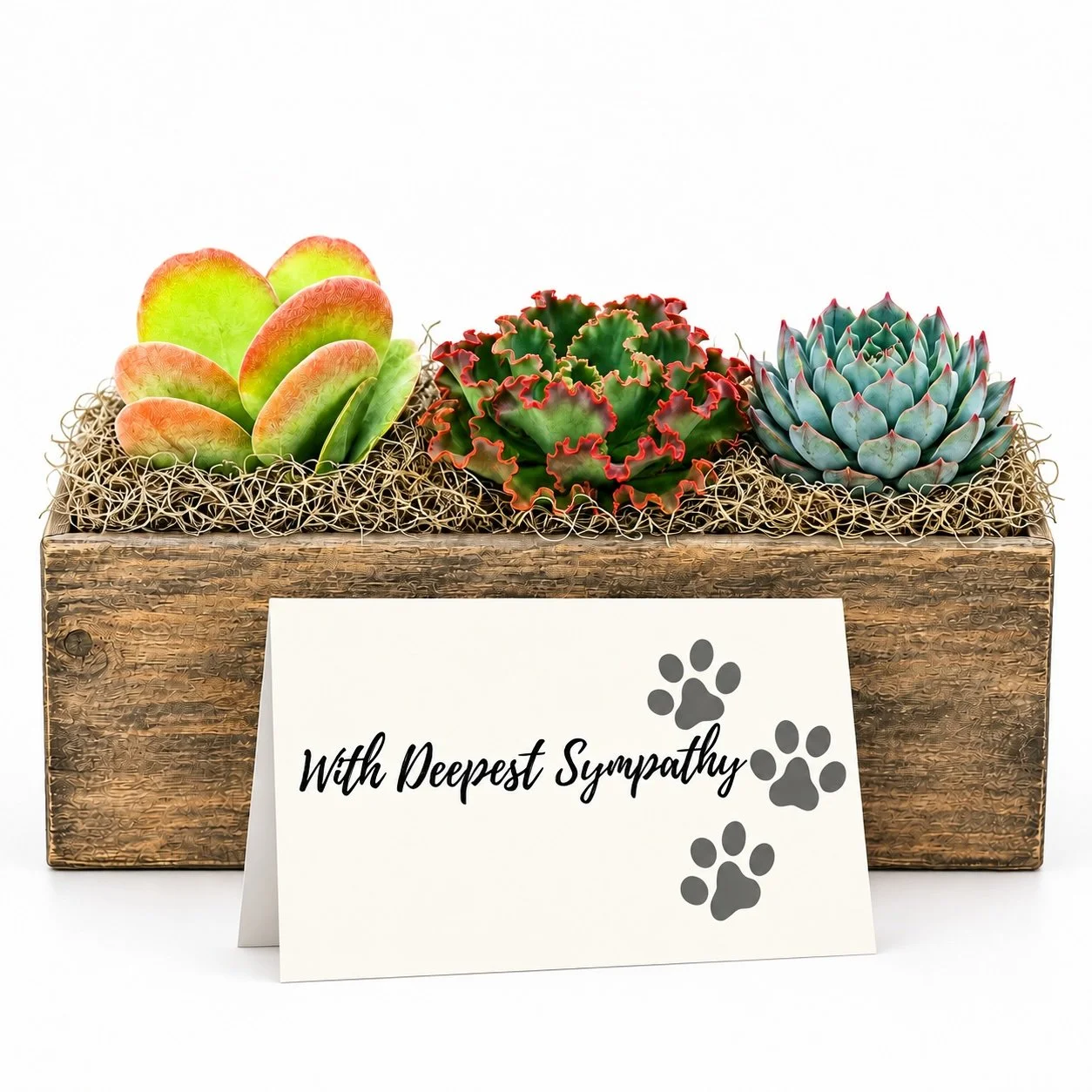 Pet Sympathy - Arrangement.jpg