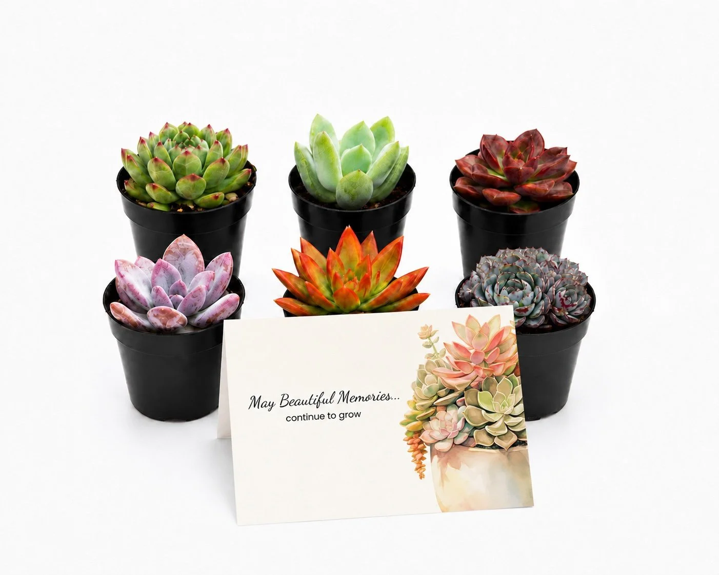May Beautiful Memories Continue To Grow | Succulent Assortment Gift