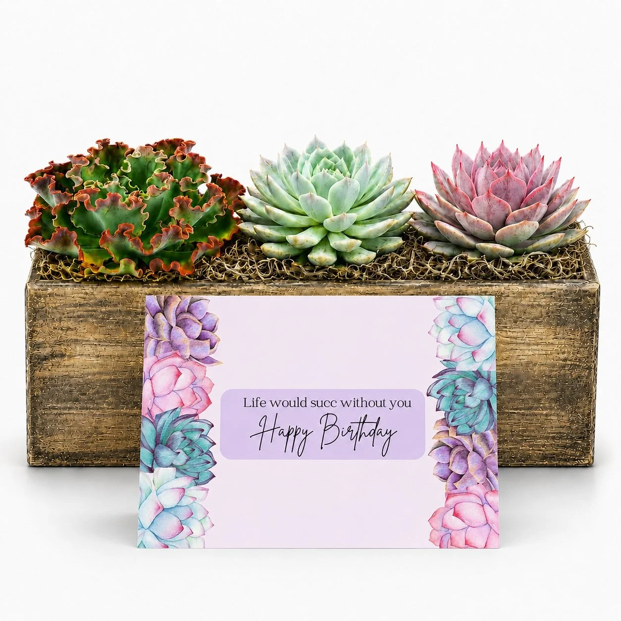 Succulent Gift | Happy Birthday...Life Would Succ Without You